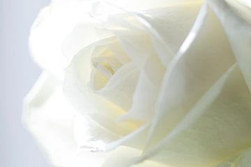 Weiße Rose (Makro) von hetty'sfotografie