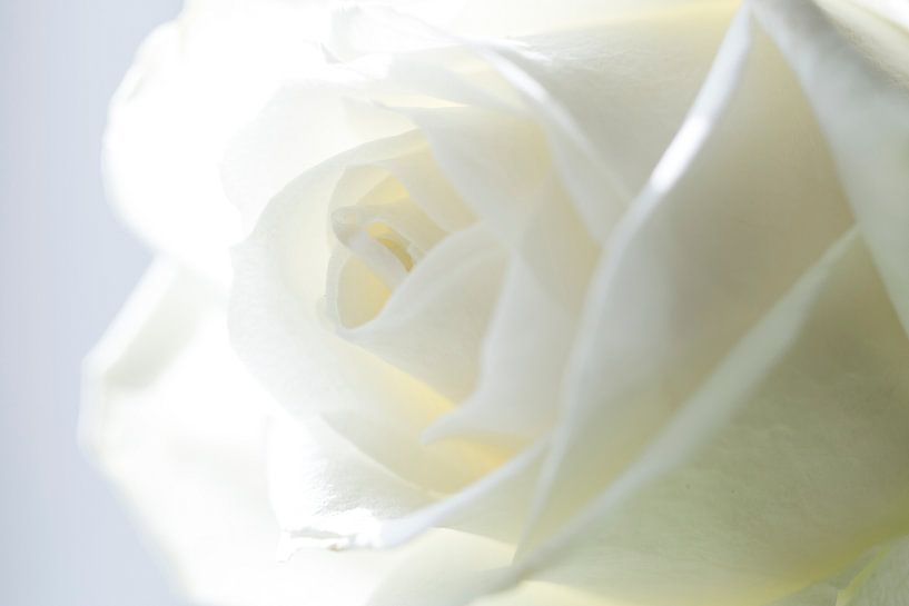 White Rose (Macro) by hetty'sfotografie