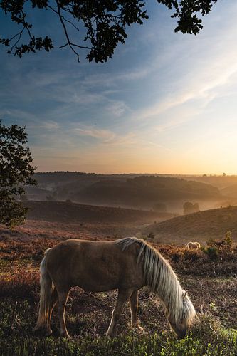 Le cheval et sa bruyère