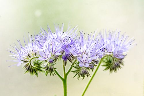 Phacelia