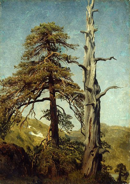 August Capples~Study of trees by finemasterpiece