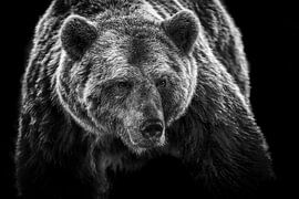 Ours brun en noir et blanc sur Caroline van der Vecht
