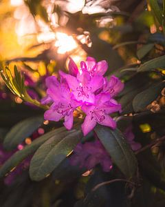 Lever de soleil sur les rhododendrons sur Zwoele Plaatjes