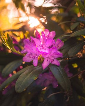 Rhododendron Sunrise by Zwoele Plaatjes
