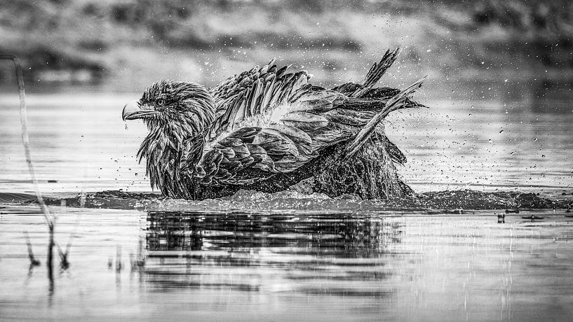 Auge in Auge mit einem badenden Weißkopfseeadler von Arjan Warmerdam