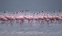281 Flamingo's Kenya Nakuru - Scan From Analog Film van Adrien Hendrickx thumbnail