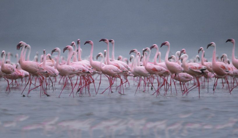 281 Flamingo's Kenya Nakuru - Scan From Analog Film van Adrien Hendrickx