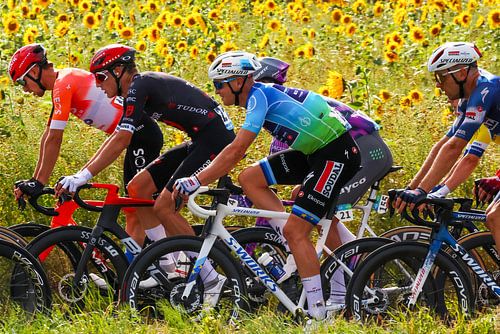 Among the sunflowers Tim Merlier Renewitour