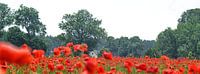 Mohn-Studien-201-7035