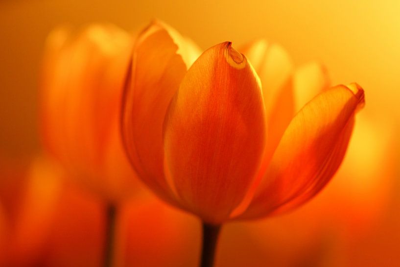 Tulpen in vuur en vlam (dutch tulips) van Cocky Anderson