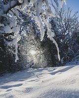 Bos in de sneeuw