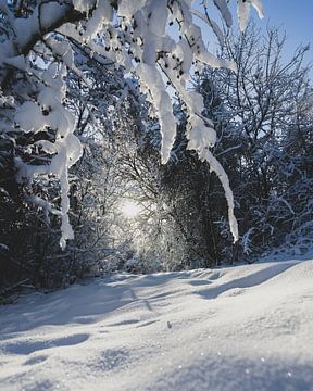 Bos in de sneeuw van Jonai