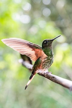 Hummingbird landing in the rainforest by Romy Oomen