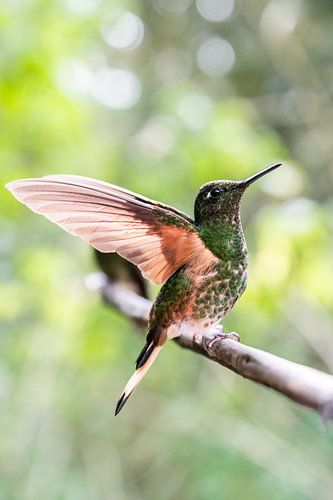 Landender Kolibri im Regenwald von Romy Oomen