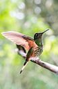 Landender Kolibri im Regenwald von Romy Oomen Miniaturansicht
