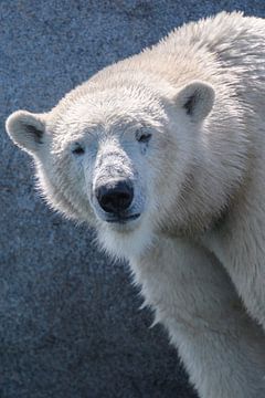 Polar bear looking at the camera by Sjoerd van der Wal