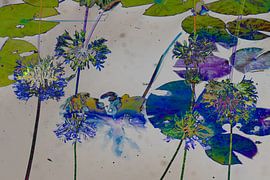 water lilies as art by Hester Busse