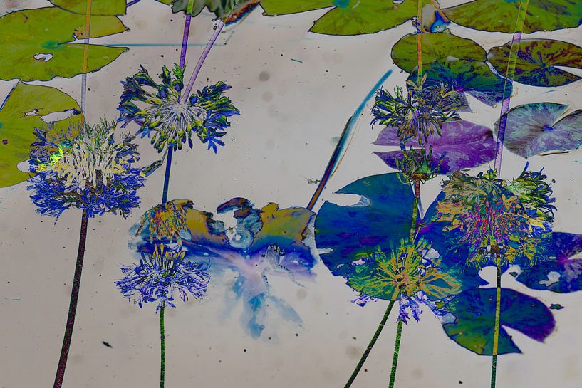 Seerosen als Kunst von Hester Busse