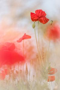 Lovely Poppies van Bob Daalder