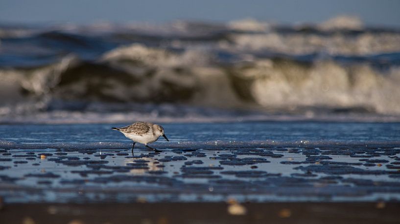 Drieteenstrandloper. von Robert Moeliker
