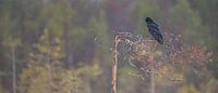 Raaf / Raven by Pascal De Munck thumbnail