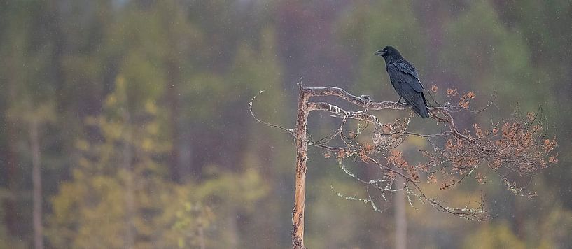 Raaf / Raven by Pascal De Munck