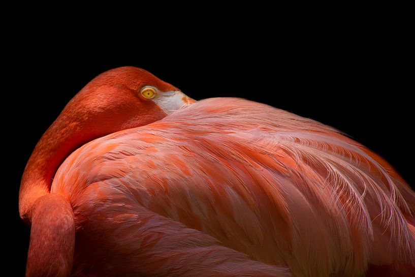 melancholie Flamingo, Natalia Rublina van 1x