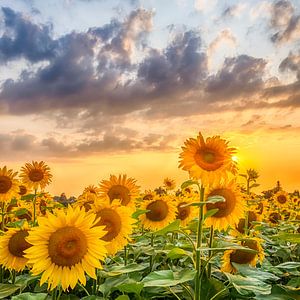 Tournesols au coucher du soleil