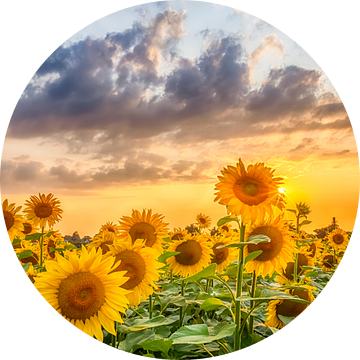 Zonnebloemen in de zonsondergang van Melanie Viola