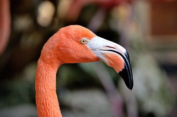 Flamingo in Curaçao van Karel Frielink