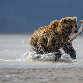 Hunting Bear