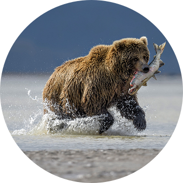 Hunting Bear van Riccardo Marchegiani