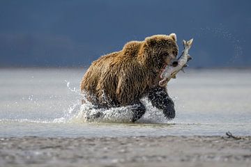Hunting Bear van Riccardo Marchegiani