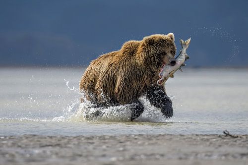 Hunting Bear by Riccardo Marchegiani