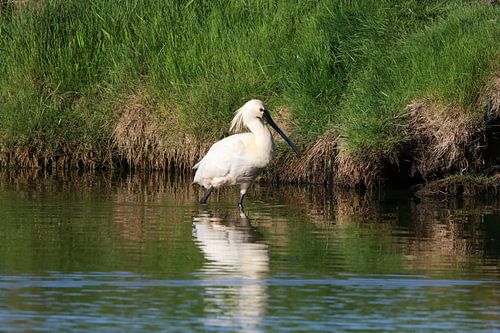 Lepelaar (Platalea leucorodia) Texel Holland