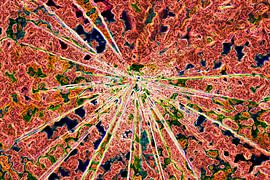 Rode ster sur Jolanta Mayerberg