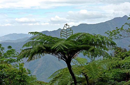 Varenboom in de Sierra Maestra, Cuba