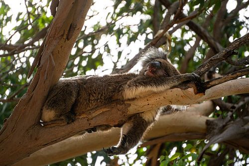 Parc national de Yanchep