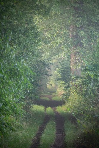 Promenade dans la forêt