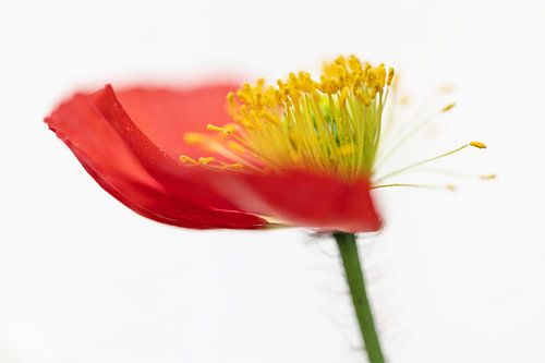 Gros plan sur un coquelicot sur Patricia van Kuik