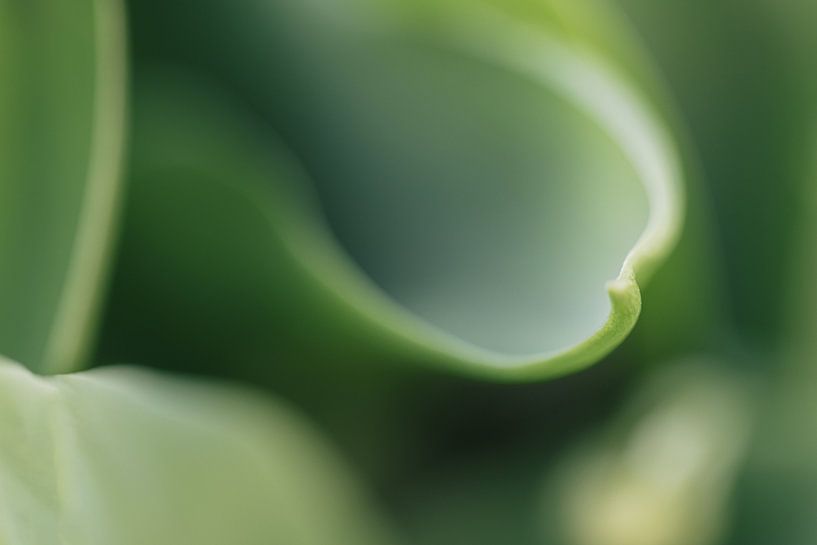 Botanical curl by Marika Huisman fotografie