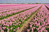 kleurrijk bloembollenveld in het voorjaar van eric van der eijk thumbnail
