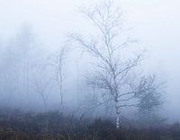 Birch dreams