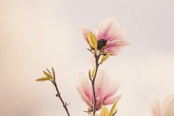 Magnolia bloemen van Nancy van Verseveld