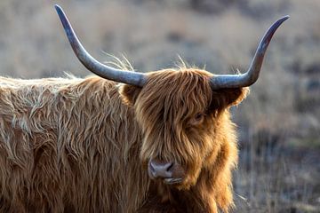 Schotse hooglander poseert van Daniëlle Langelaar Photography