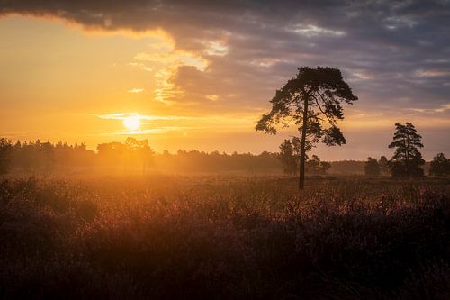 De Zon schijnt op de heide