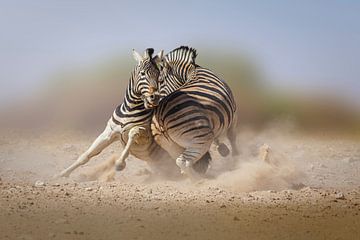 Étalons de zèbres en lutte