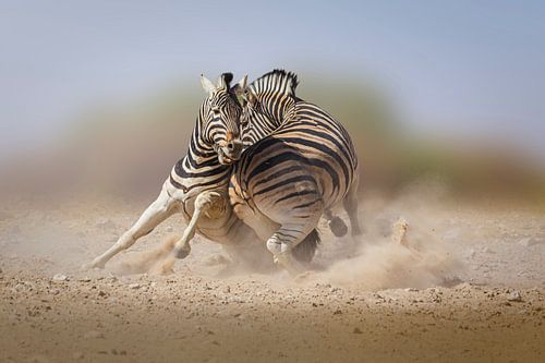 Vechtende Zebra hengsten