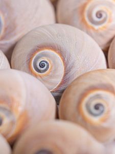 Naturnahes Wohnen: Rustikale Schneckenhäuser
