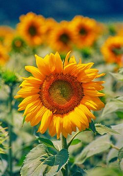 Bloeiende zonnebloemen, Zuid-Frankrijk van Hilke Maunder